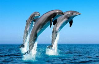 Эти удивительные дельфины [calibre 4.99.4]