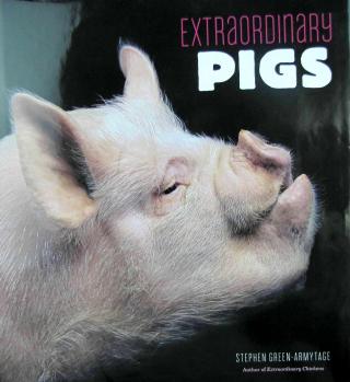 Extraordinary pigs