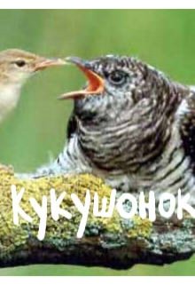 Кукушонок