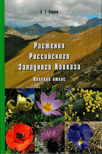 Растения Российского Западного Кавказа. Полевой атлас [litres]