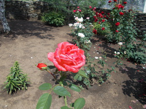 Садовник и роза (СИ)