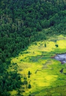 Сибирская топь (отрывок из романа 