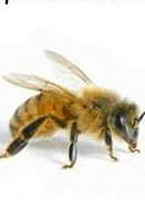 Тайният живот на пчелите