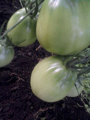 Выращиваем томаты в теплице. Поделюсь опытом (СИ)