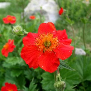 Geum